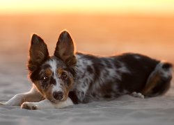 Pies, Border collie, Plaża, Piasek