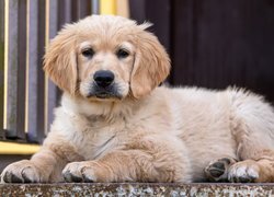 Leżący, Pies, Szczeniak, Golden retriever