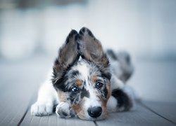 Leżący, Szczeniak, Border collie, Mordka