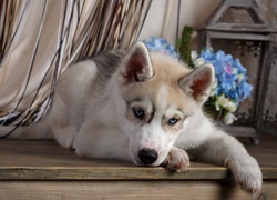 Szczeniak, Siberian husky