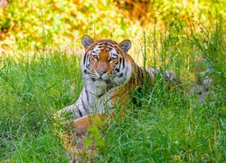 Leżący tygrys w wysokiej trawie