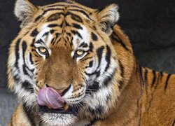 Leżący tygrys z wystawionym językiem