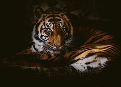 Leżący tygrys