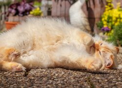 Leżący w słońcu rudy kot