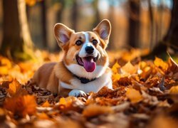 Leżący welsh corgi pembroke wśród jesiennych liści