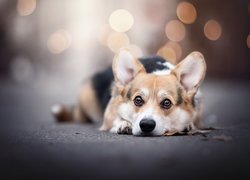 Leżący welsh corgi pembroke