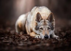 Leżący wilczak czechosłowacki