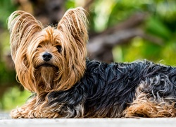 Leżący yorkshire terrier