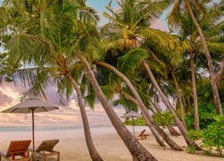 Leżaki pod palmami na morskiej plaży