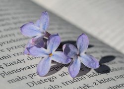 Lilak na książce w zbliżeniu