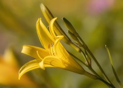 Lilia żółta z pąkami