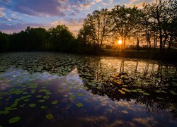 Lilie na jeziorze i drzewa w blasku zachodzącego słońca