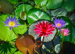 Lilie wodne i liście
