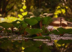 Lilie wodne wśród liści