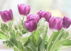 Kwiaty, Liliowe, Białe, Tulipany, Rozmycie