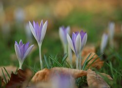 Rozkwitające, Liliowe, Krokusy, Kwiaty