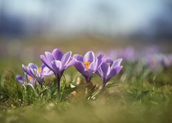 Liliowe, Krokusy, Zbliżenie, Kwiaty