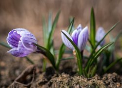 Liliowe krokusy w zbliżeniu