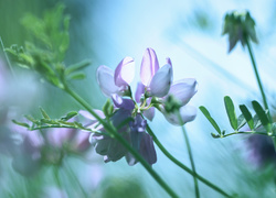 Liliowe kwiaty cieciorki pstrej