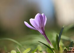 Liliowy krokus w blasku światła