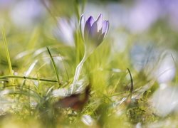 Liliowy, Krokus, Źdźbła, Trawy