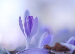 Liliowy rozkwitający krokus na rozmytym tle