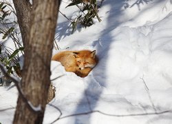 Lis leżący w śniegu