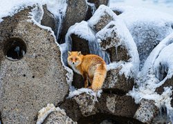 Lis na zaśnieżonych skałach