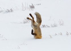 Lis nurkujący w śniegu