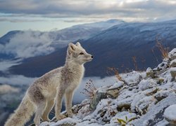 Lis polarny na kamieniach