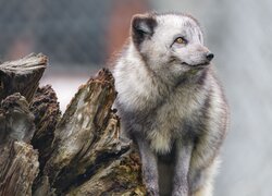 Lis polarny, Uschnięty, Pień, Kłoda
