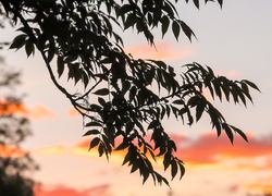 Liściasta gałąź drzewa w promieniach zachodzącego słońca