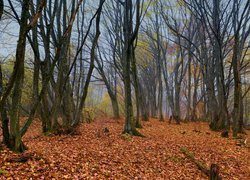 Liściasty las jesienią