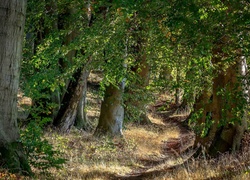 Las, Liściasty, Trawy, Drzewa