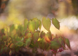 Liście epimedium