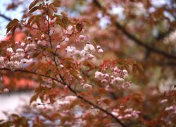 Liście i kwiaty wiśni japońskiej