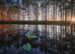 Drzewa, Staw, Liście, Lilie wodne, Wschód słońca