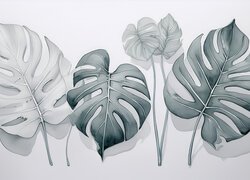 Monstera, Liście, Grafika