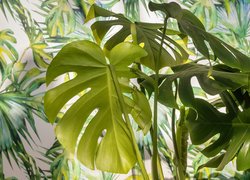 Liście, Zielone, Roślia, Monstera