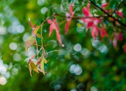 Liście, Bokeh, Gałązka