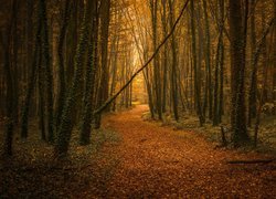Las, Jesień, Ścieżka, Liście
