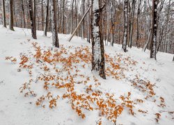 Liście na śniegu pod drzewem