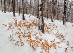 Las, Drzewa, Pożółkłe. Liście, Śnieg, Zima