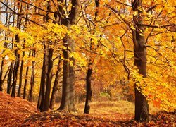 Jesień, Las, Drzewa, Żółte, Liście