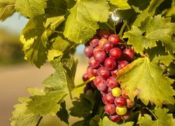 Liście przykrywające kiść winogron