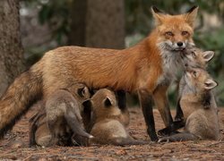 Lisica z małymi liskami