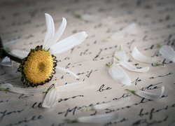 Papier, Pismo, List, Kwiatek, Płatki Kwiat
