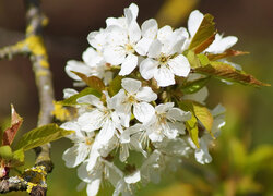 Listki i białe kwiaty wiśni na gałązce