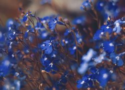 Niebieskie, Kwiaty, Lobelia