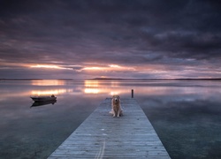 Łódka na morzu i pies czekający na pomoście